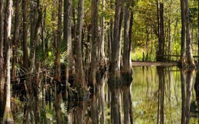 Lee County Commissioners approve purchase of Edison Farms conservation land
