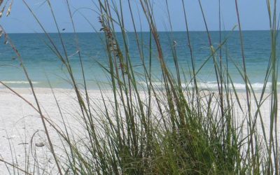 We are seeking a Chairperson for our Environmental Council
