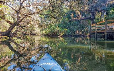 Southwest Florida’s Waterways Are Screaming For “Help”. Are We Poisoning Our Water?