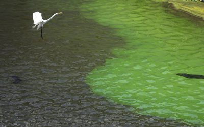 We Are Poisoning The “Jewel” of Estero -Estero Bay-