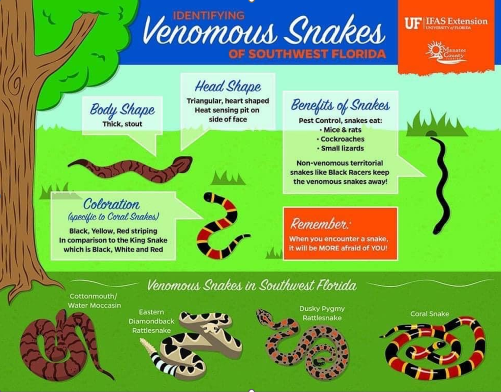 Venomous Snakes in Florida - EsteroToday.com