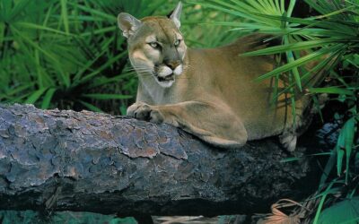 How You Can Protect Wildlife in Lee County