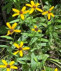 River Oaks Preserve