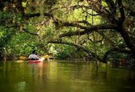 Kayak on the Estero River