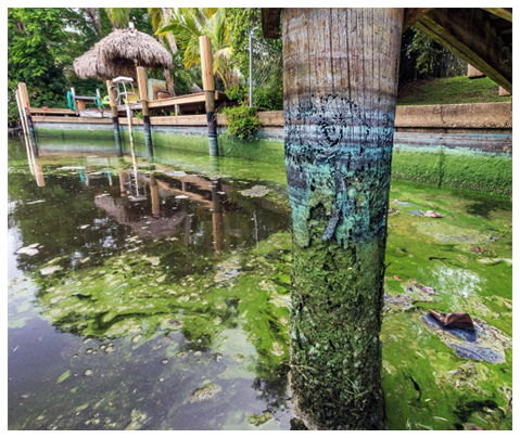 Algae in the water