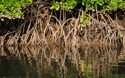 Coastal Resilience: Preparing Southwest Florida for the Future