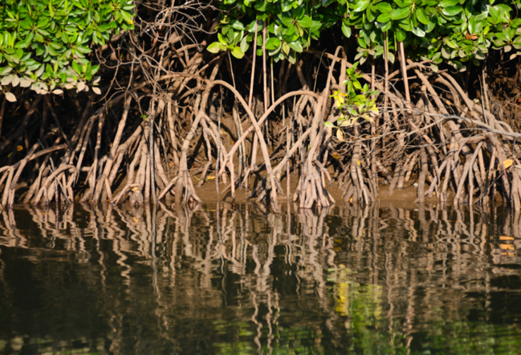 Mangroves protecting shoreline