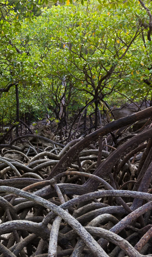 Mangrove