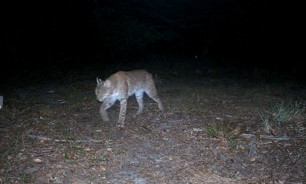 River Oaks Preserve Wildlife