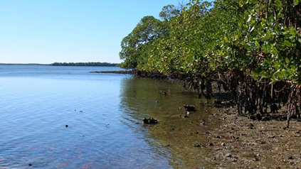mangrove