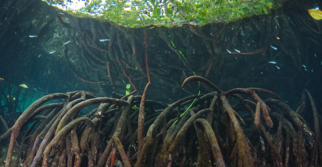 Why Red Mangrove Trees are so Important in Southern Florida