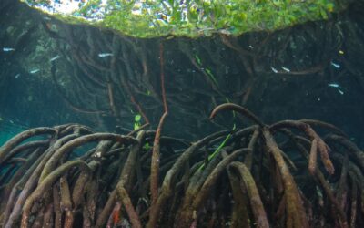 Why Red Mangrove Trees are so Important in Southern Florida