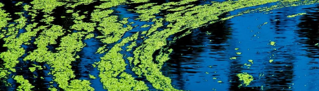 algae bloom on the water