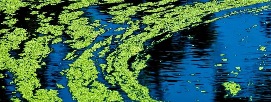 Esteros’ Poor Water Quality and Nutrient Pollution