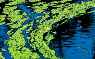 Esteros’ Poor Water Quality and Nutrient Pollution