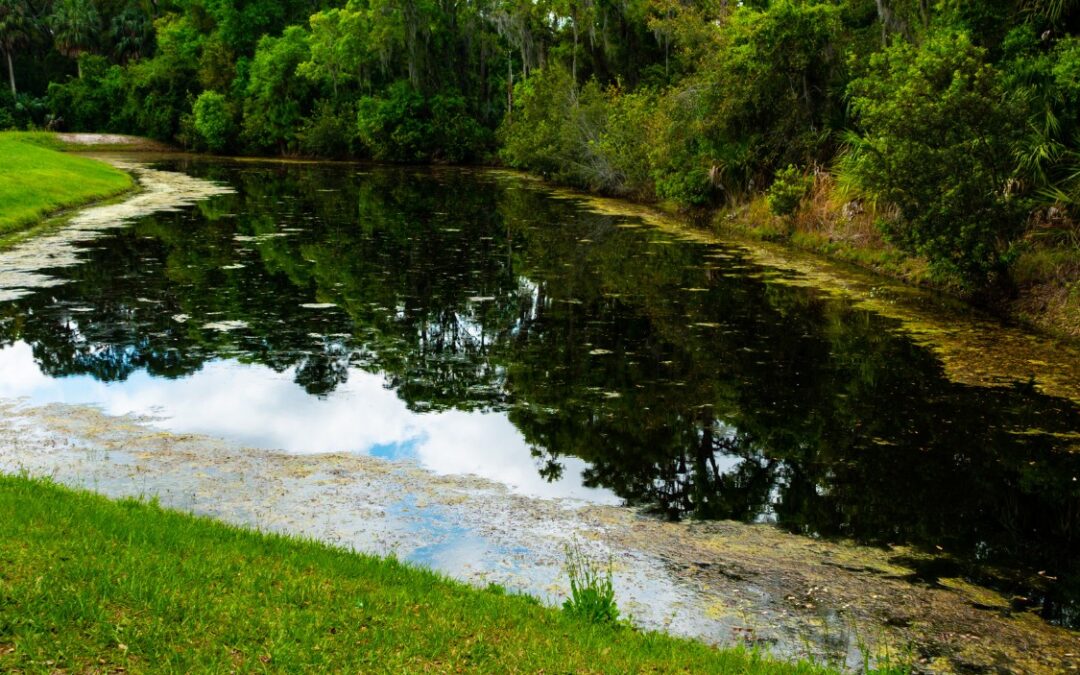 Understanding the Ecology and Function of Estero’s Storm Water Ponds