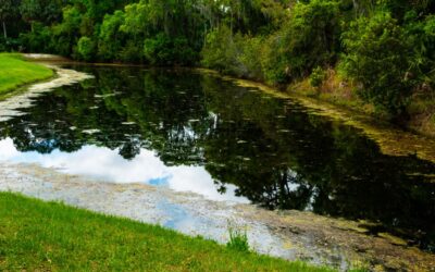 Understanding the Ecology and Function of Estero’s Storm Water Ponds