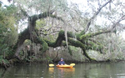 The Estero River as Gateway: Opening the Door to Our Hidden Estuary