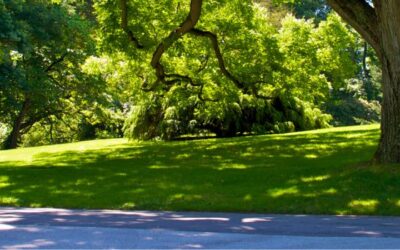 Heat, Shade & Tree Canopy: Why It Matters for Estero’s Future