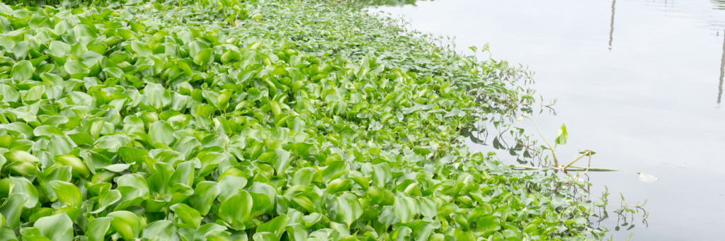 hyacinth (1) Water Hyacinth Invasive Species