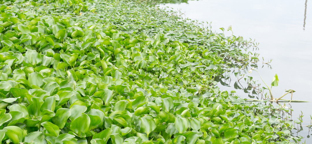 Invasive Species & Native Landscaping in Southwest Florida