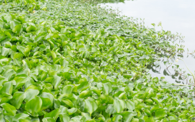 Invasive Species & Native Landscaping in Southwest Florida