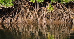 mangrove