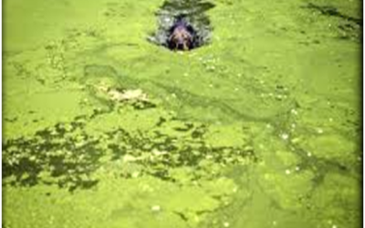 Protecting Our Estero: Public Health, Infrastructure, Increasing Weather Extremes,