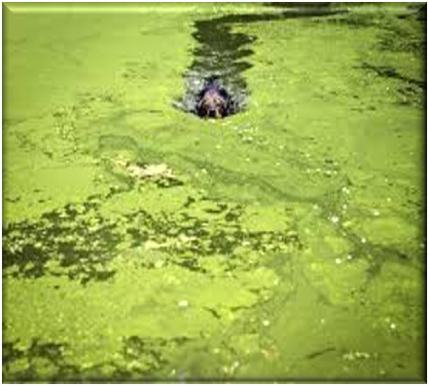 Protecting Our Estero: Public Health, Infrastructure, Increasing Weather Extremes,